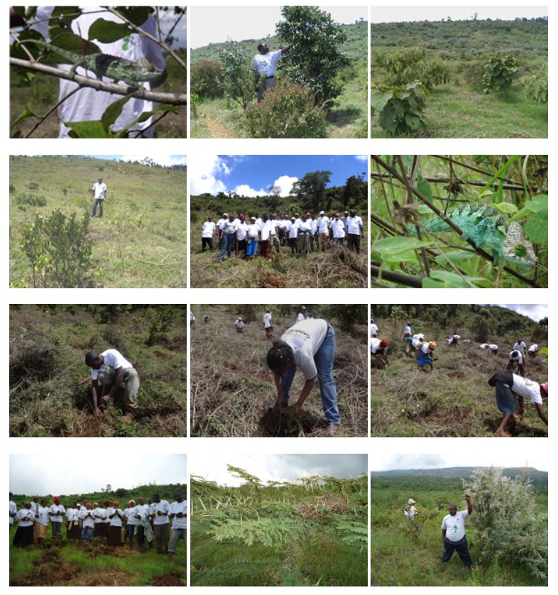 Protection and Reforestation Kenya